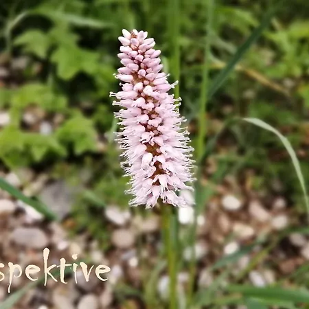 Mental Fit, Schwarzwald דירה *