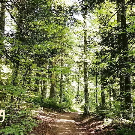 Mental Fit, Schwarzwald טודמוס