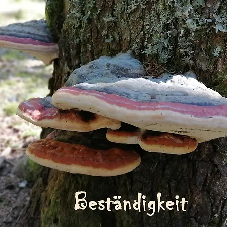 דירה Mental Fit, Schwarzwald *